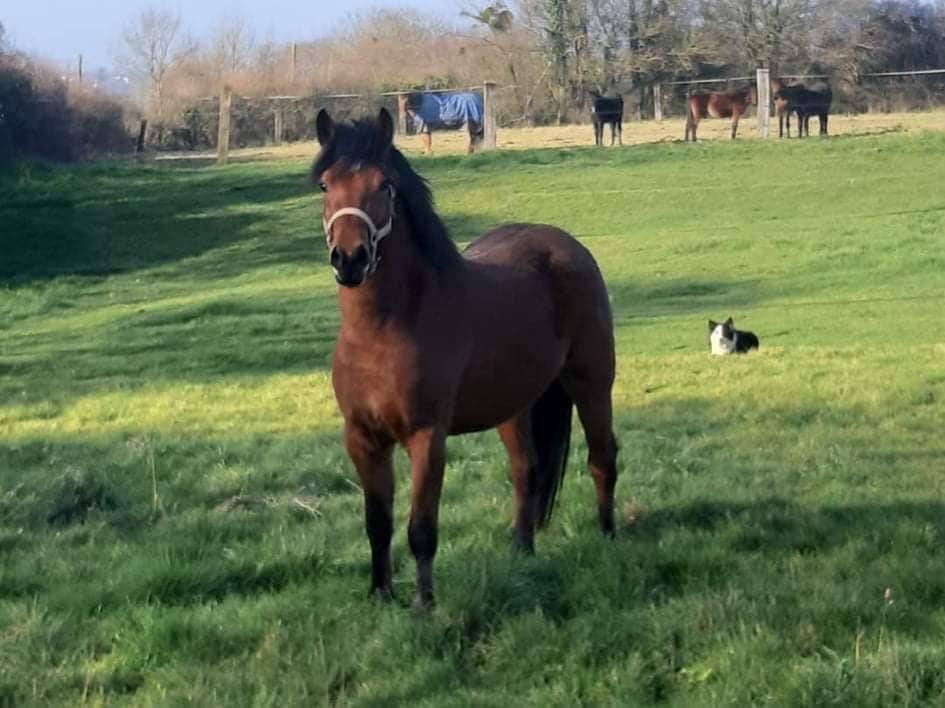 SAILLIE IAC 2024 - JUMBO DES ETOILES - ETALON NF