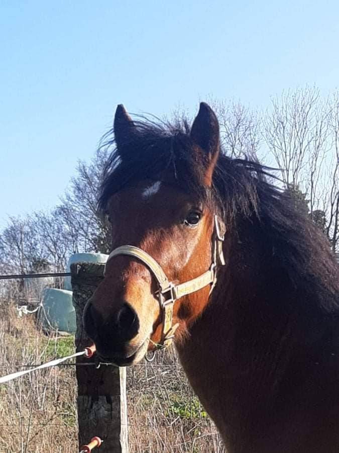 SAILLIE IAC 2024 - JUMBO DES ETOILES - ETALON NF