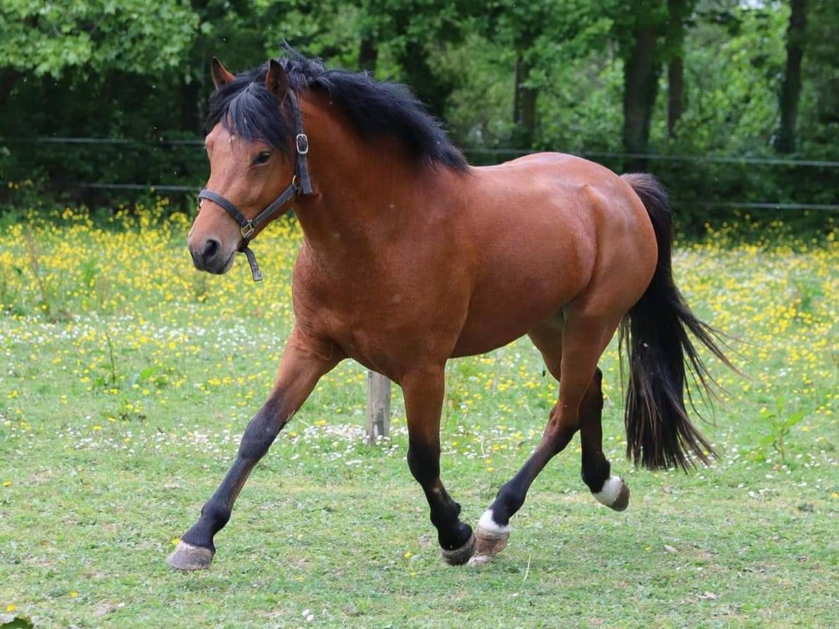 SAILLIE IAC 2024 - JUMBO DES ETOILES - ETALON NF