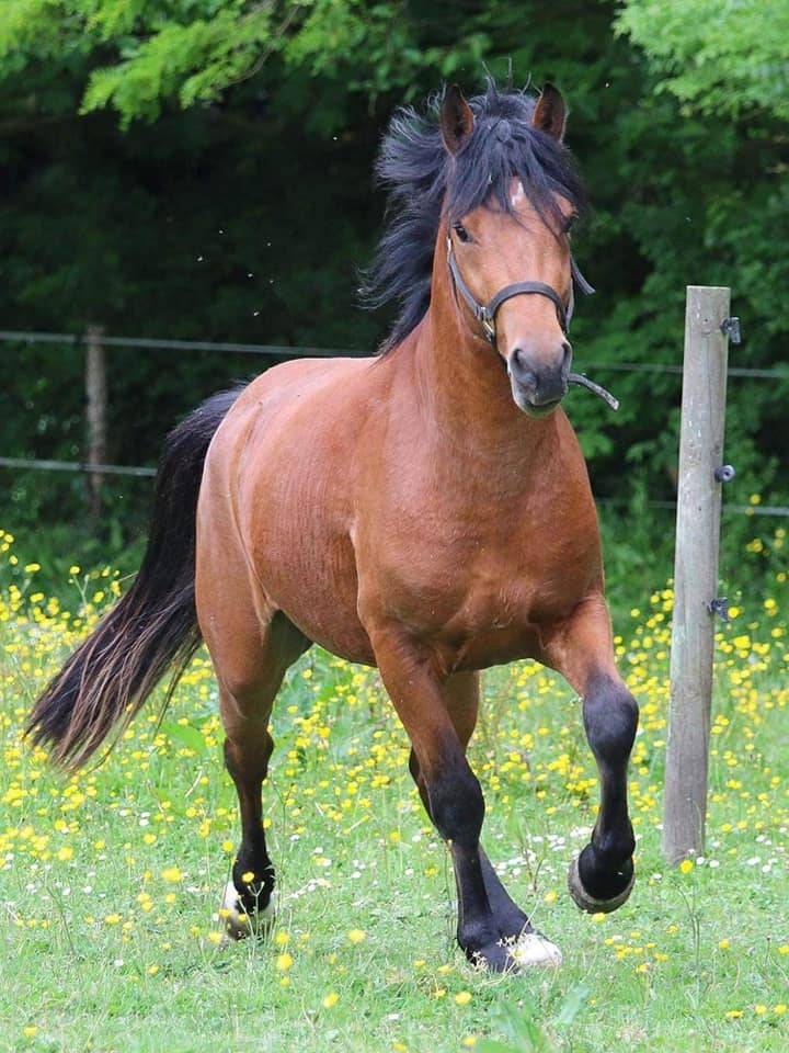 SAILLIE IAC 2024 - JUMBO DES ETOILES - ETALON NF