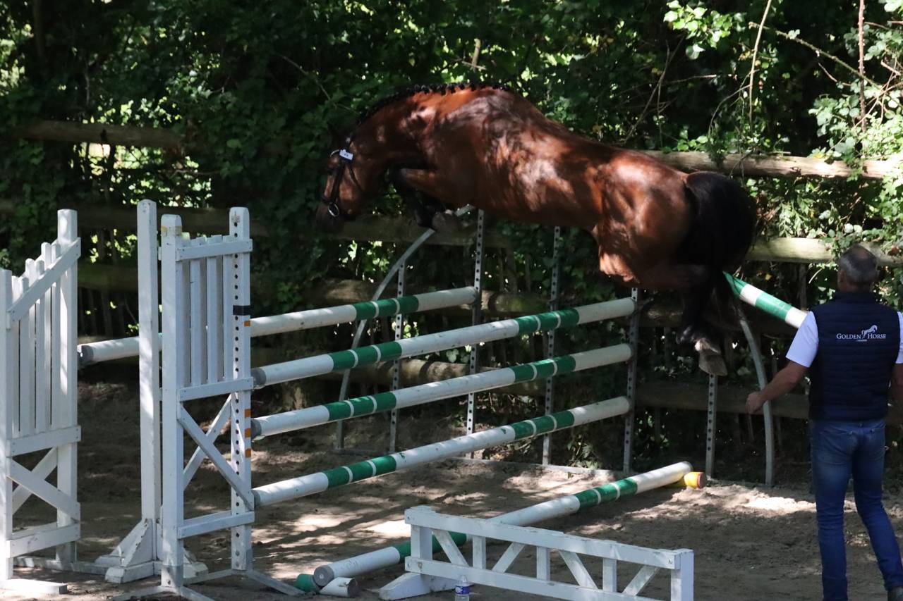 SAILLIE IAC 2024 - JUMBO DES ETOILES - ETALON NF