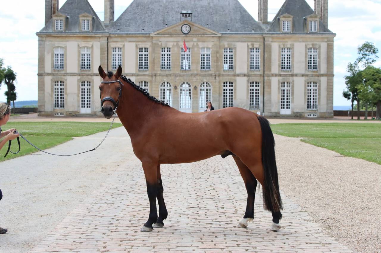 SAILLIE IAC 2024 - JUMBO DES ETOILES - ETALON NF