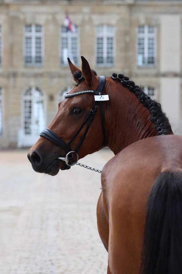 SAILLIE IAC 2024 - JUMBO DES ETOILES - ETALON NF