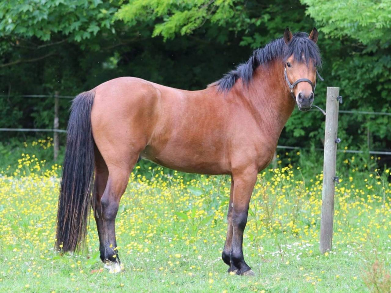 SAILLIE IAC 2024 - JUMBO DES ETOILES - ETALON NF