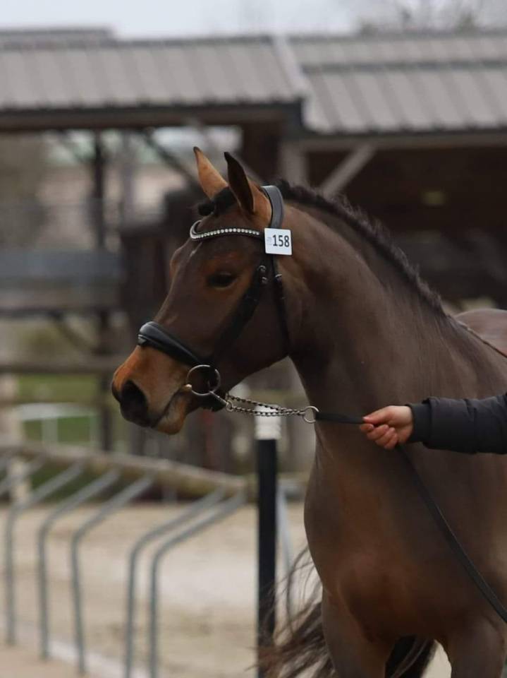 SAILLIE IAC 2024 - JUMBO DES ETOILES - ETALON NF