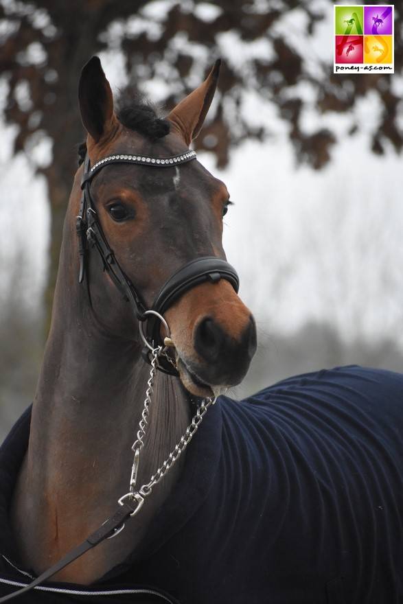 SAILLIE IAC 2024 - JUMBO DES ETOILES - ETALON NF