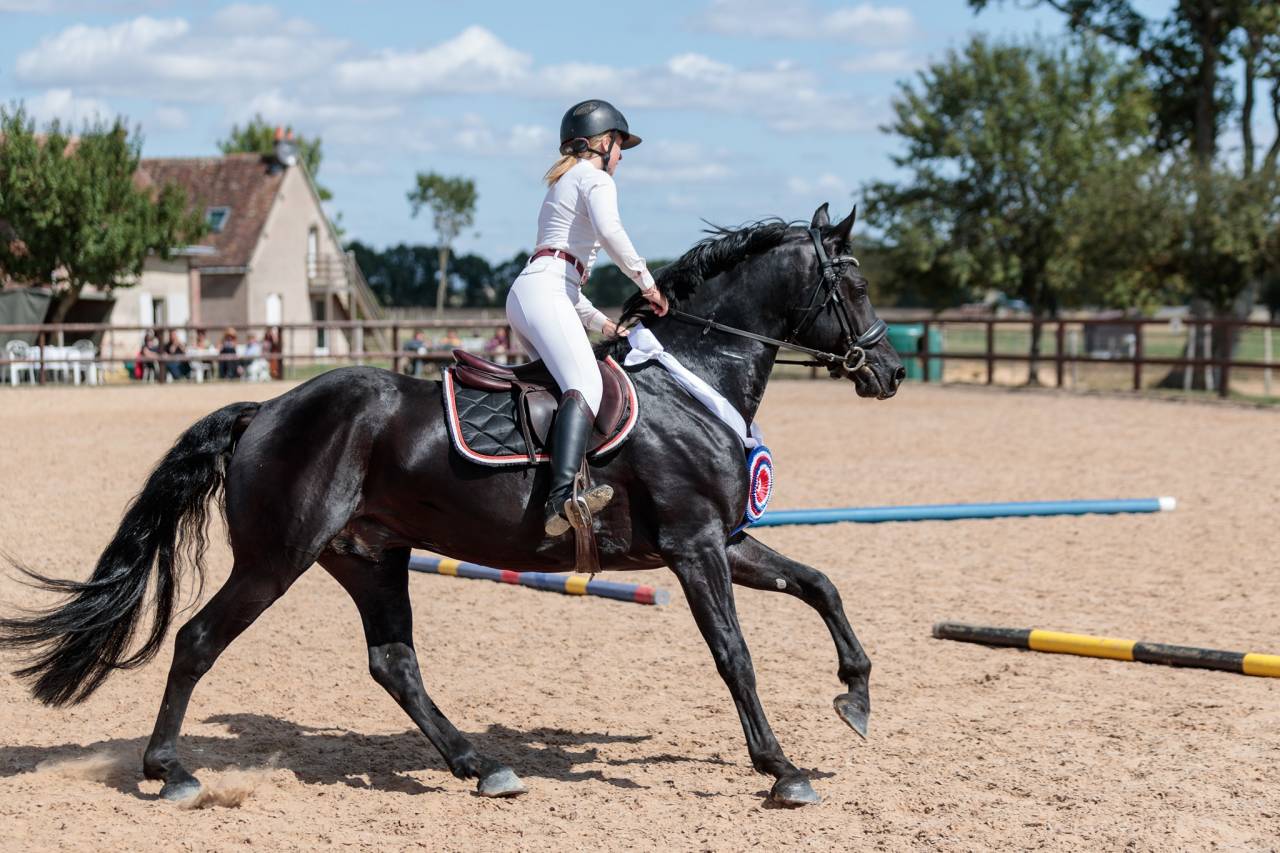 Superbe entier arabo-frison plein papier pour saillie