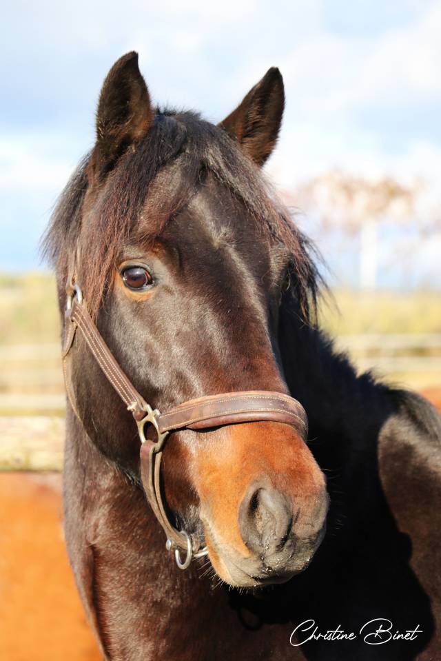 Blackwell Duke (GBR)