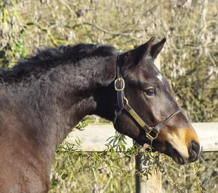 Poney D 2 ans très beau poney 
