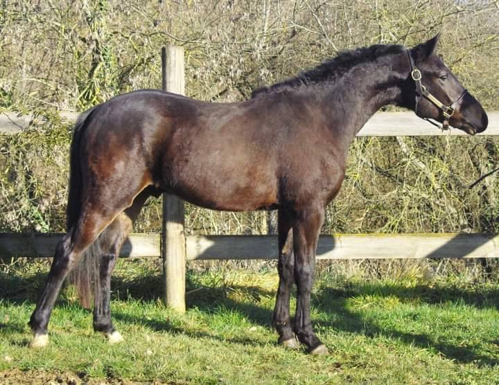 Poney D 2 ans très beau poney 