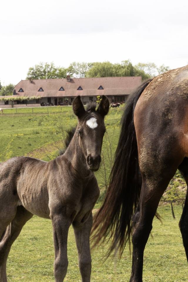 AMERICAN AZTECA HORSE