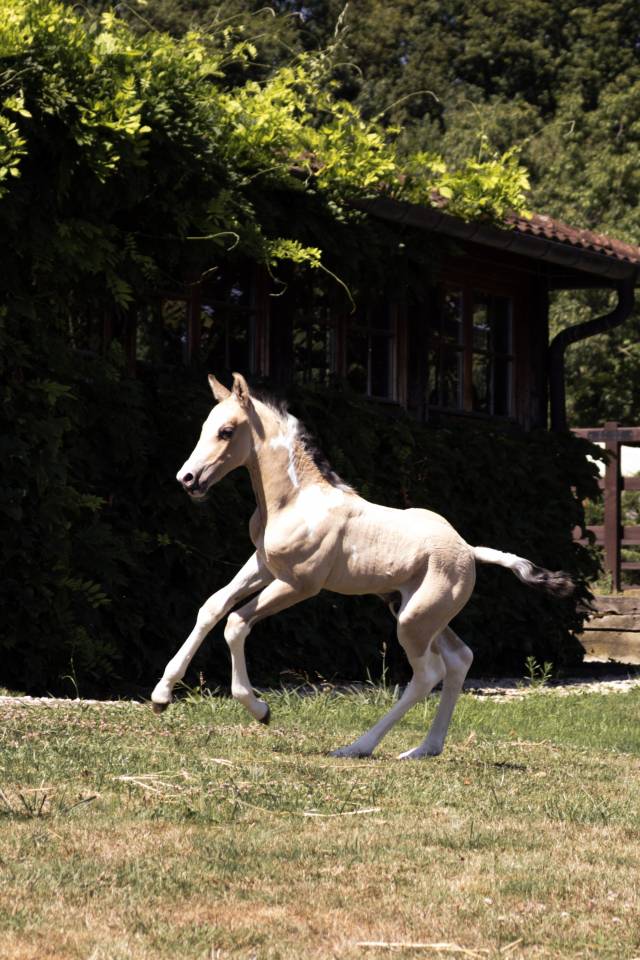 AMERICAN AZTECA HORSE
