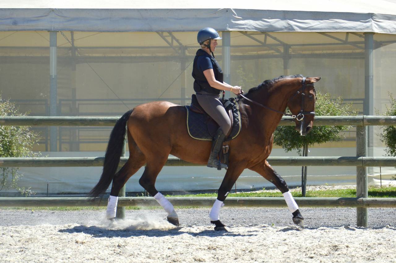 Pure Race Espagnole PP dressé 