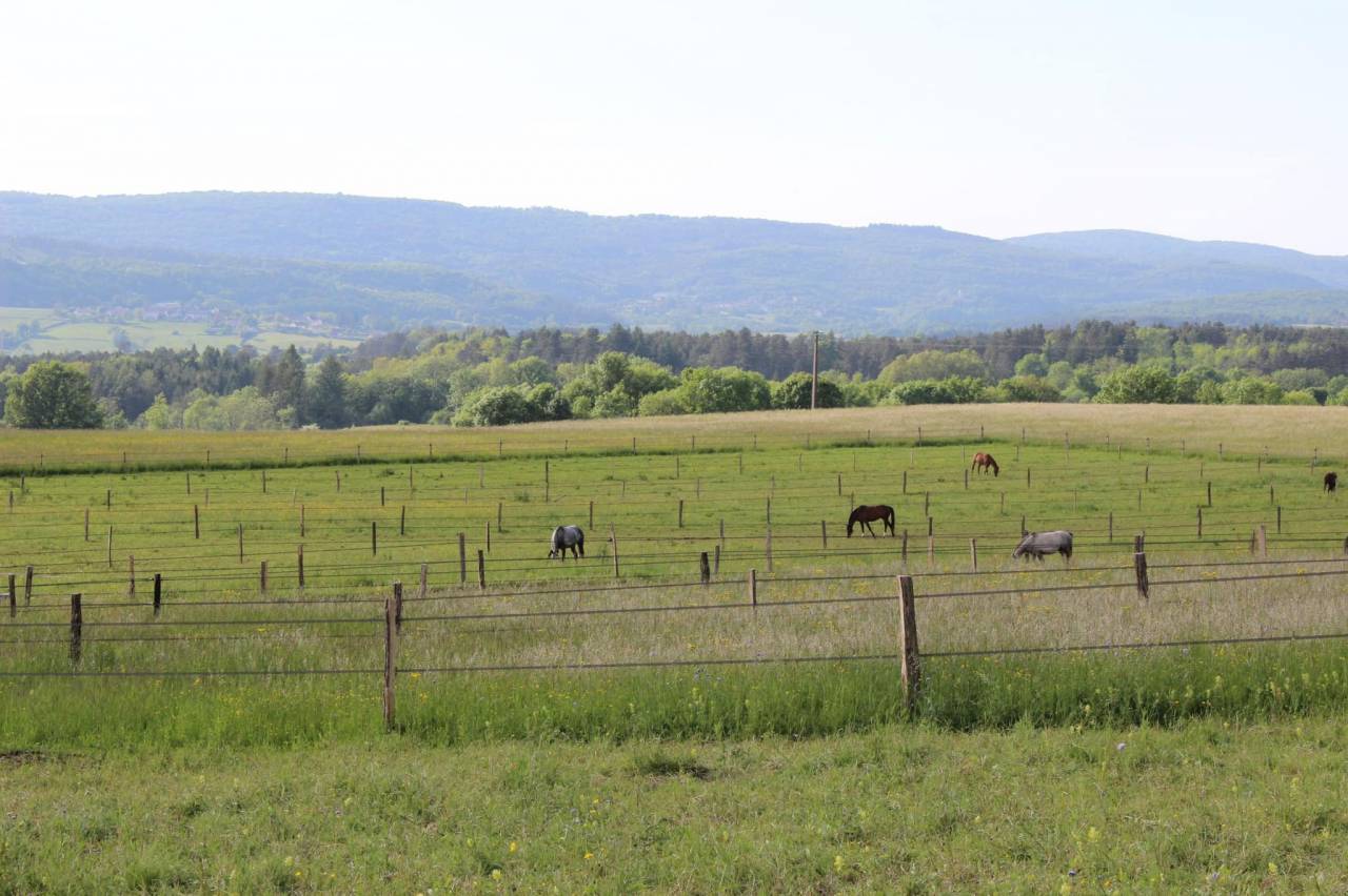 Pension chevaux - Ecurie Enon (39)