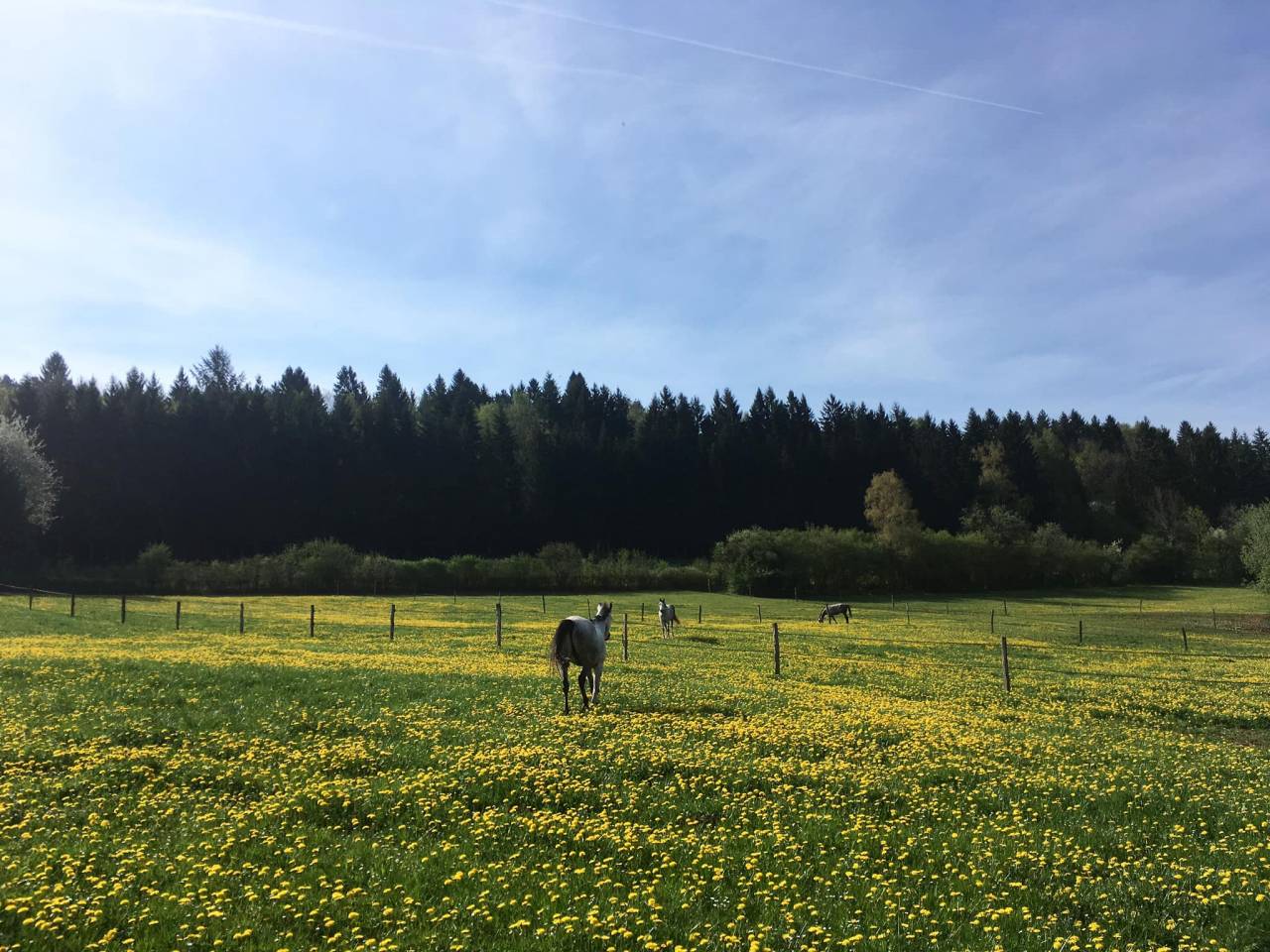 Pension chevaux - Ecurie Enon (39)