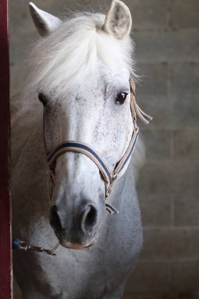 LAPSUS DE L'OCQ - New Forest - Gris - 1999 - 145 cm