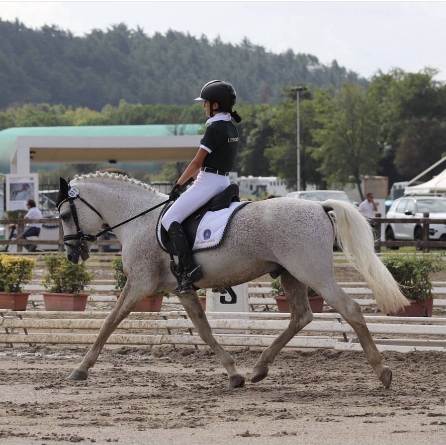 LAPSUS DE L'OCQ - New Forest - Gris - 1999 - 145 cm