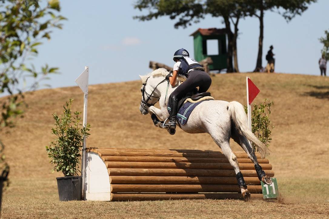 LAPSUS DE L'OCQ - New Forest - Gris - 1999 - 145 cm