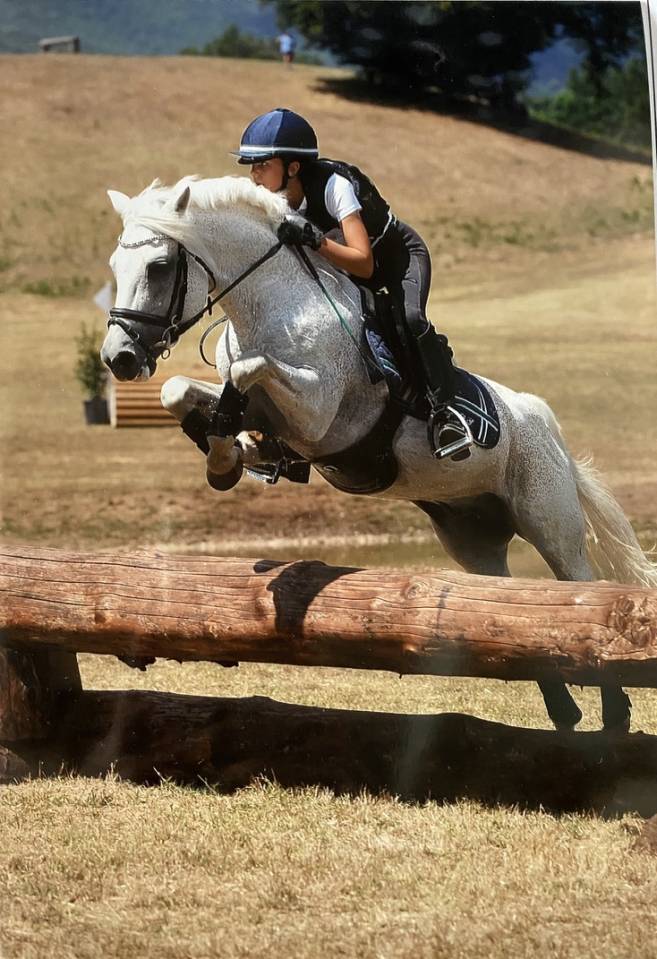 LAPSUS DE L'OCQ - New Forest - Gris - 1999 - 145 cm