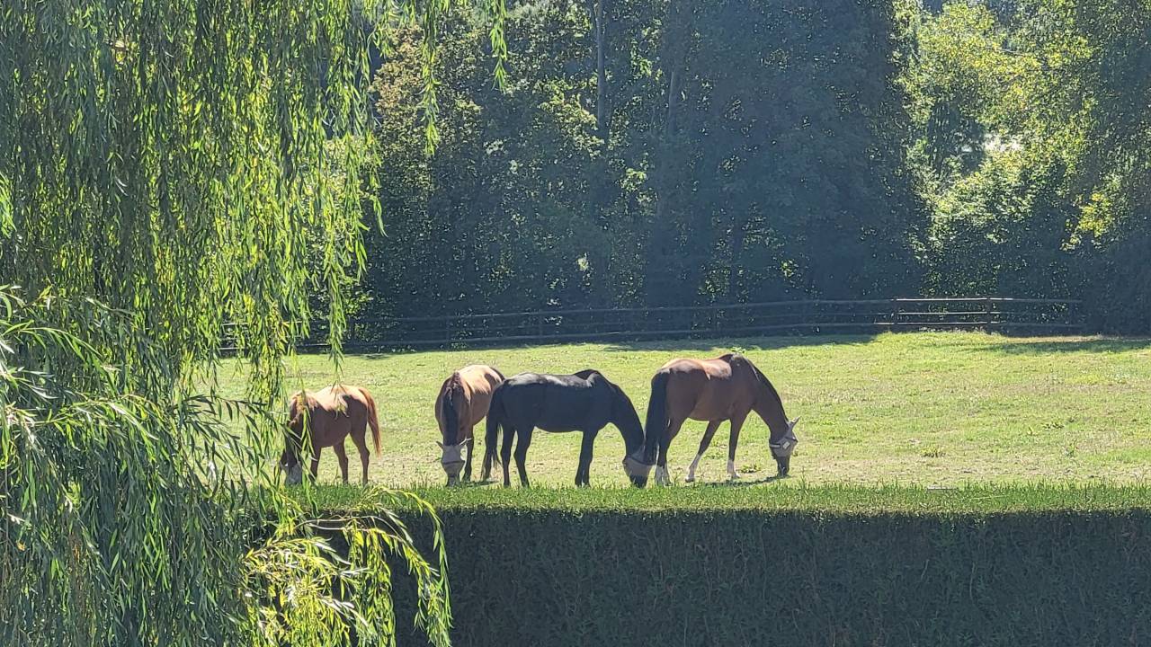 Pension chevaux