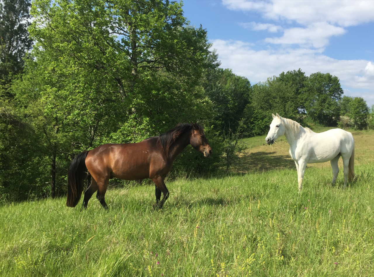 Pension chevaux sur &eacute;qui-piste (17)