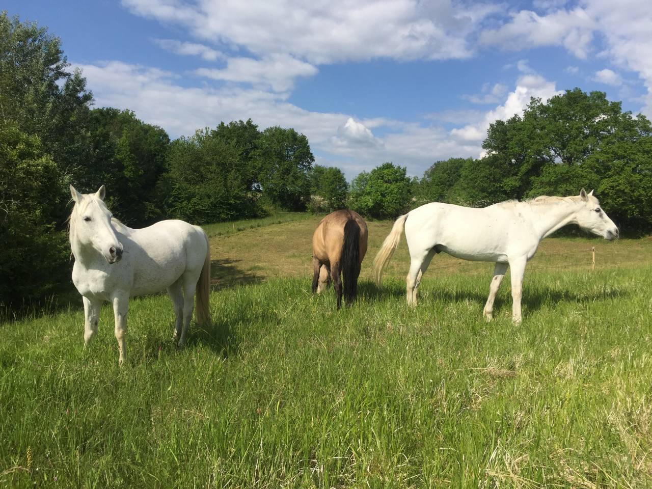 Pension chevaux sur &eacute;qui-piste (17)