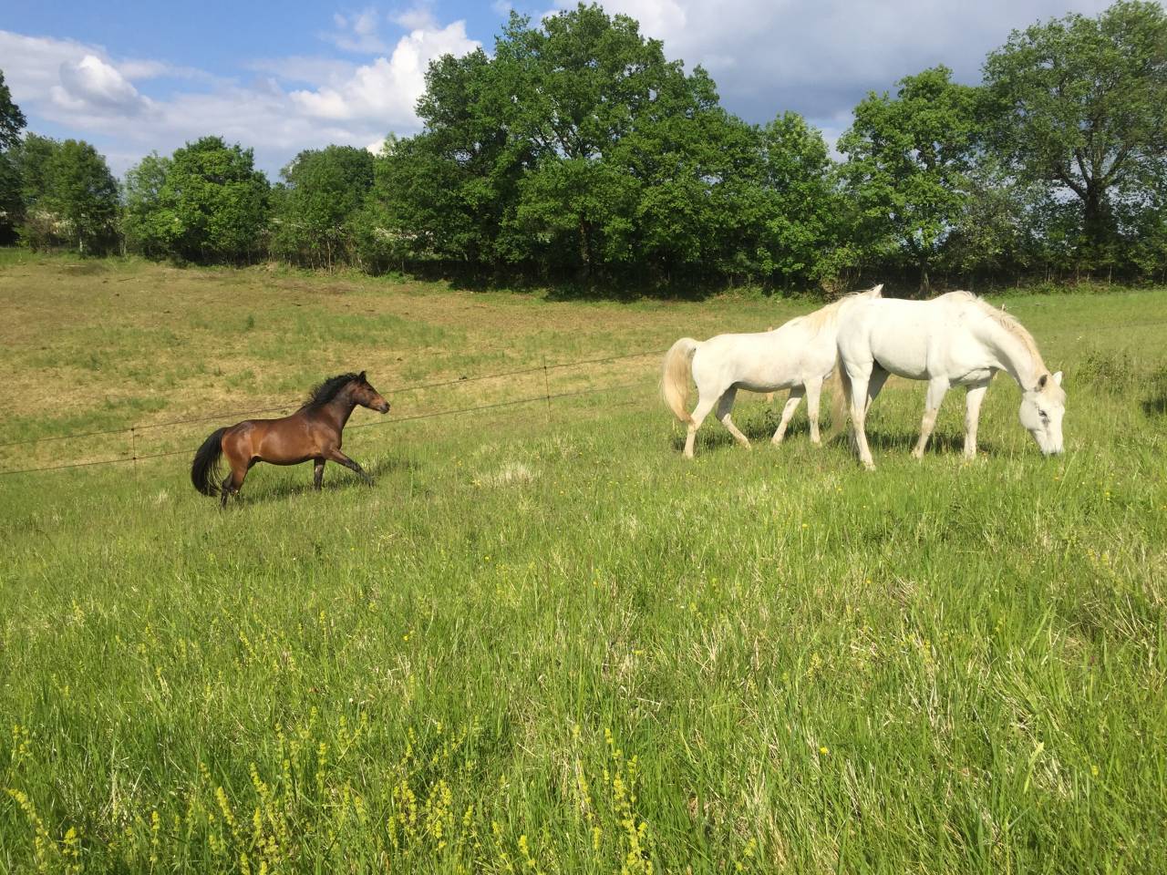 Pension chevaux sur &eacute;qui-piste (17)