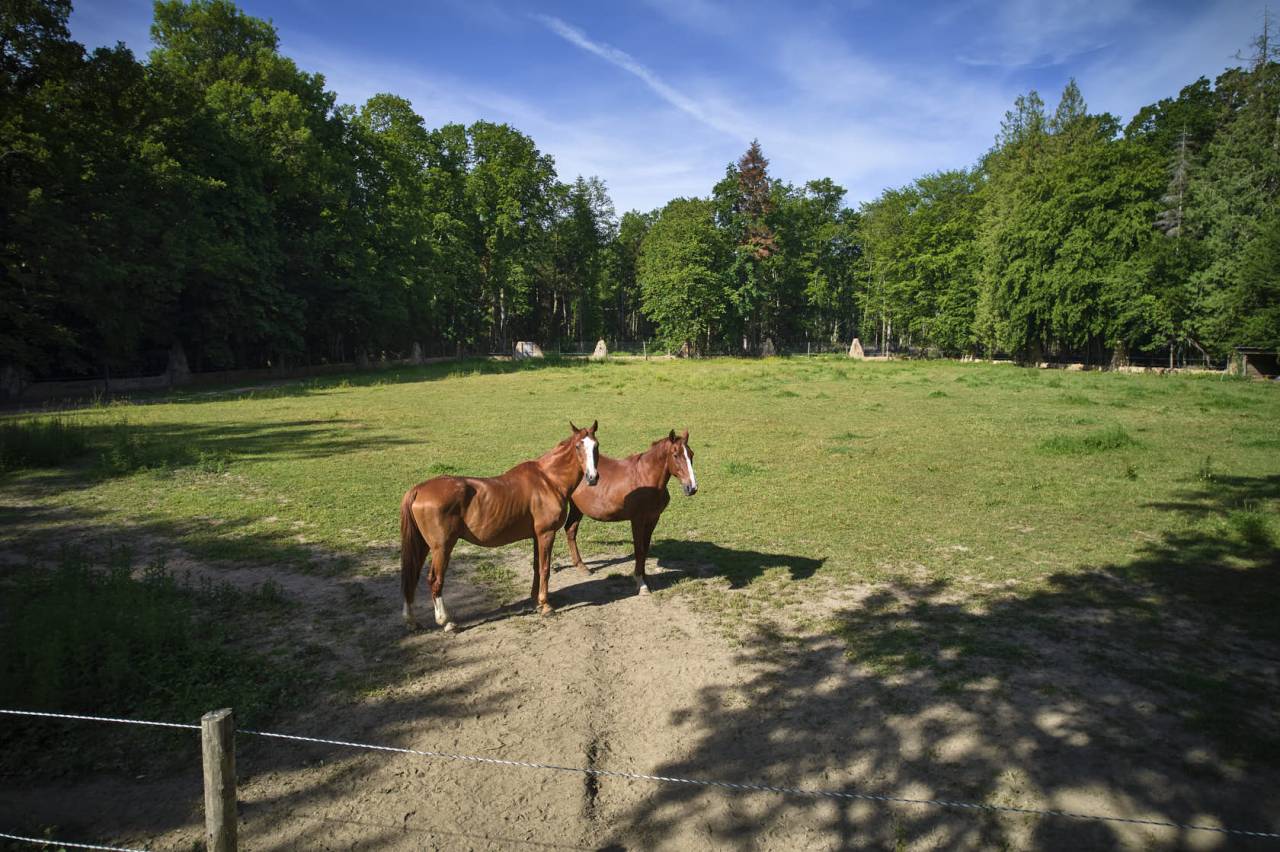Pension chevaux en  retraite, au repos ou convalescents