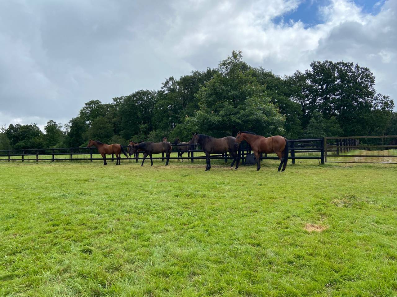 Pension chevaux en  retraite, au repos ou convalescents
