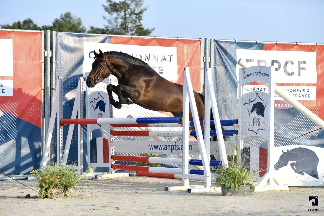 Illico d’Arden, étalon New-Forest dispo pour saillie