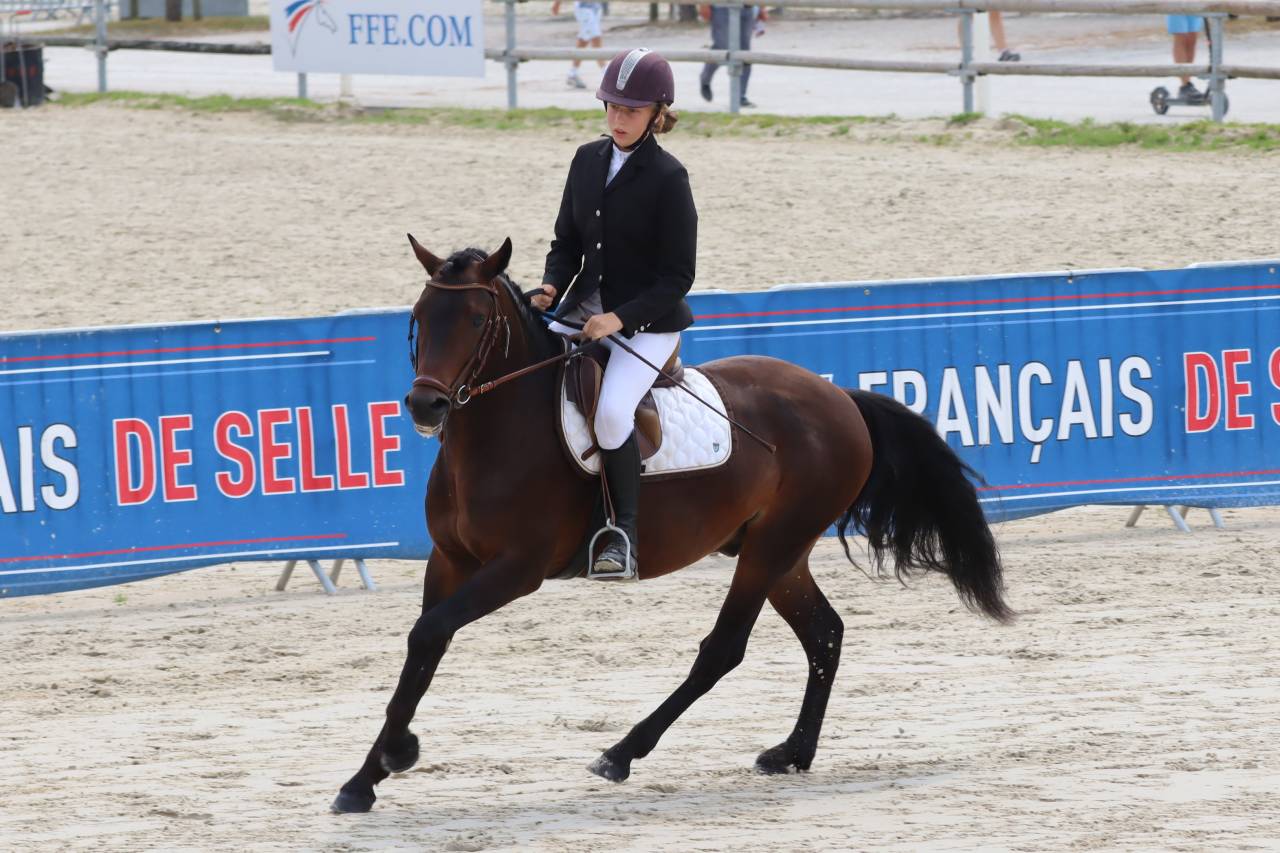 Illico d’Arden, étalon New-Forest dispo pour saillie