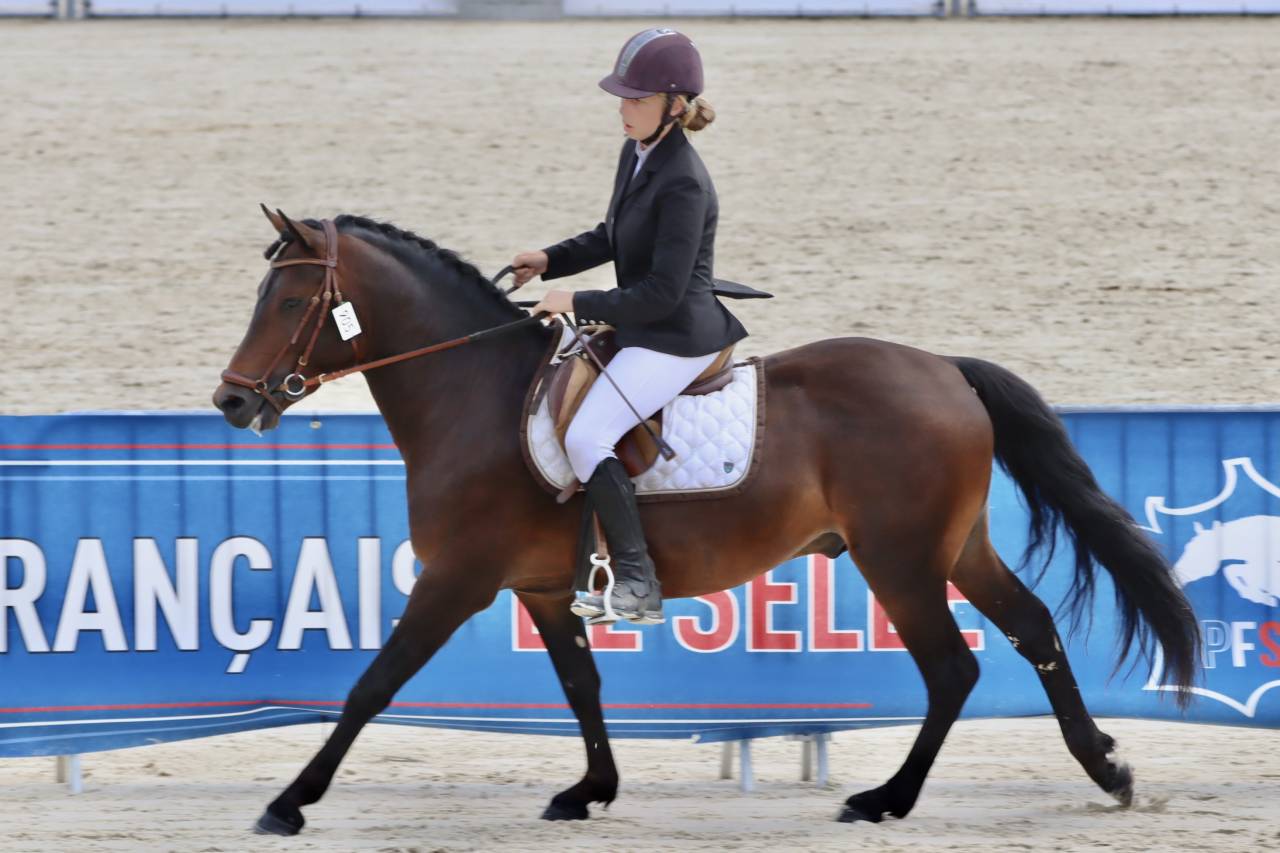 Illico d’Arden, étalon New-Forest dispo pour saillie