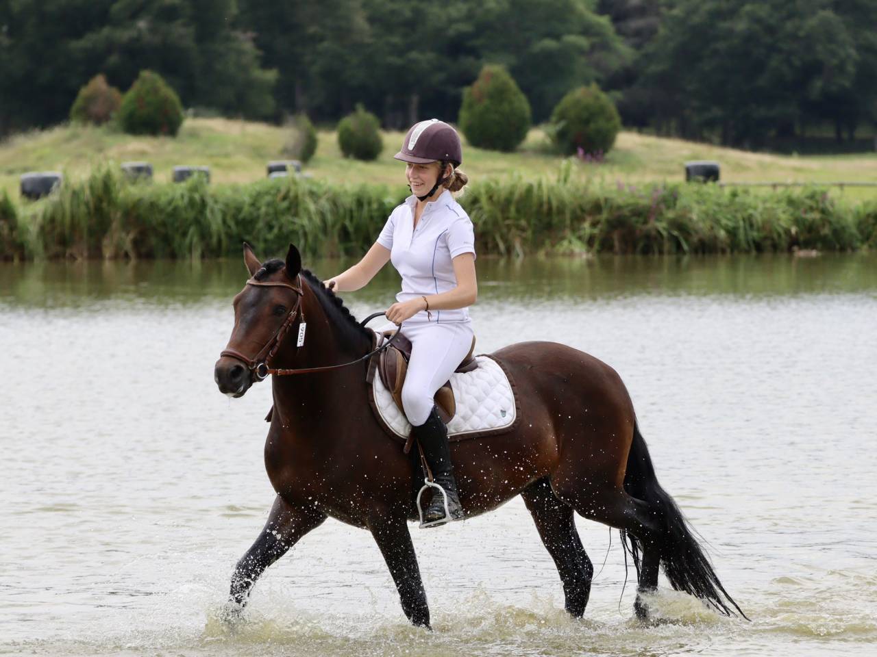 Illico d’Arden, étalon New-Forest dispo pour saillie