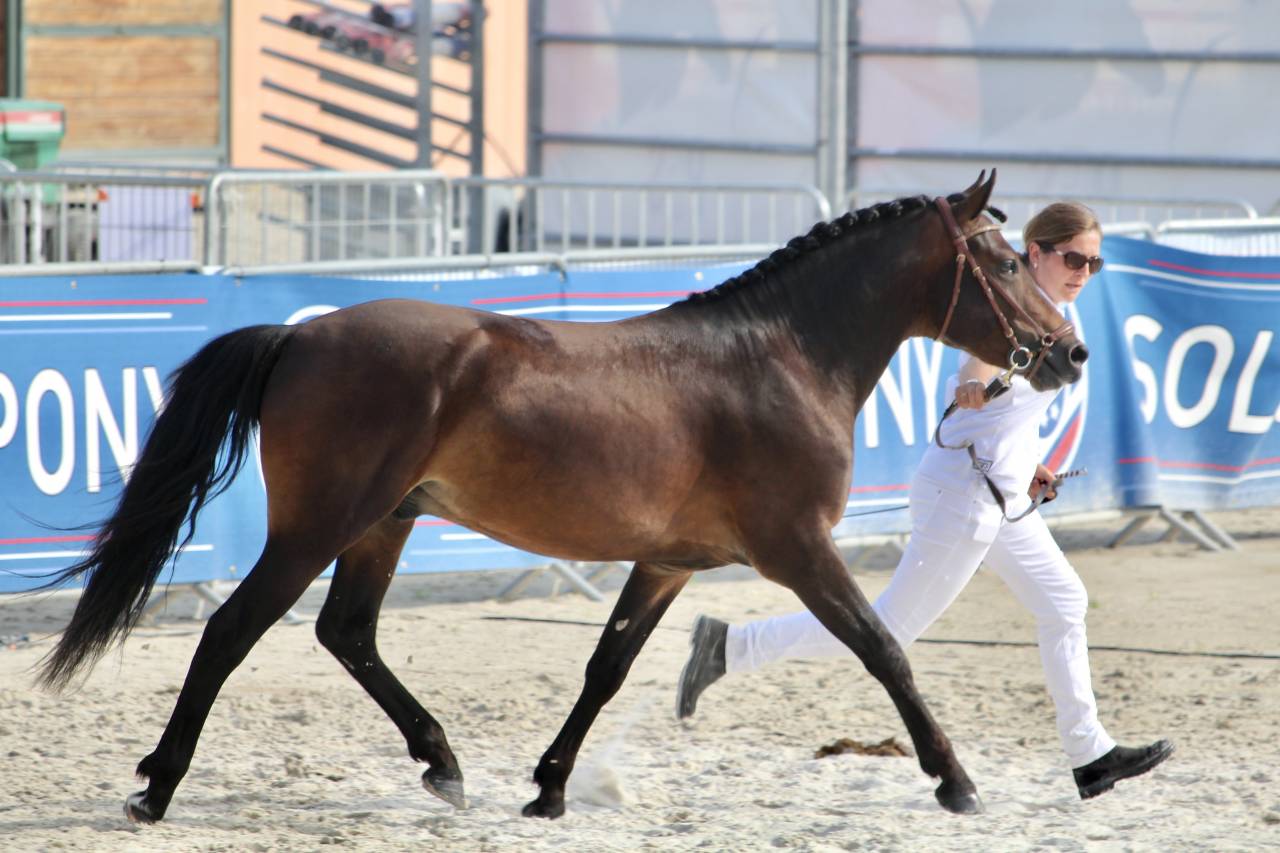 Illico d’Arden, étalon New-Forest dispo pour saillie