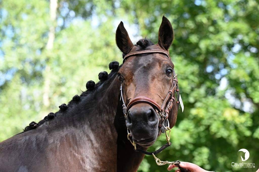 Illico d’Arden, étalon New-Forest dispo pour saillie