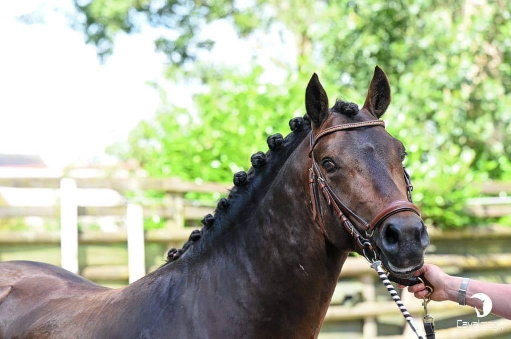 Illico d’Arden, étalon New-Forest dispo pour saillie