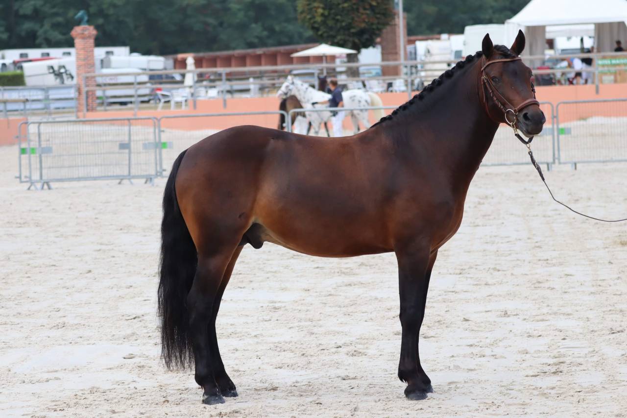 Illico d’Arden, étalon New-Forest dispo pour saillie