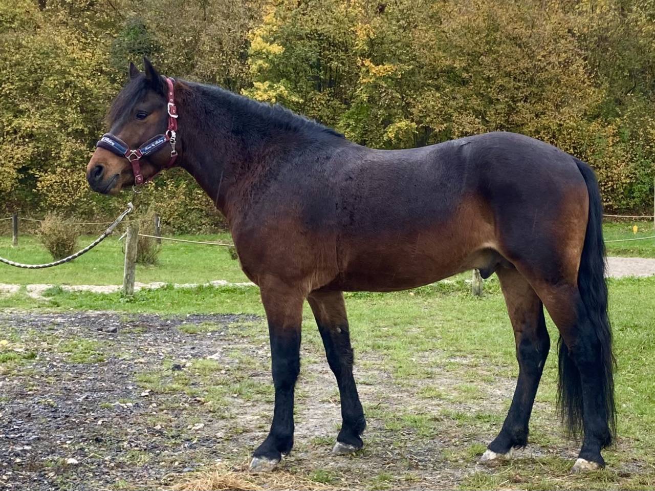 Illico d’Arden, étalon New-Forest dispo pour saillie