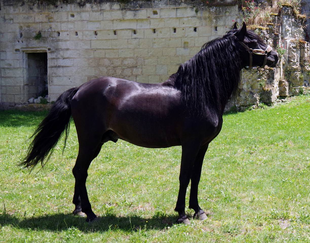 Saillie étalon spectacle PRE PP noir  PUNTEADO II 