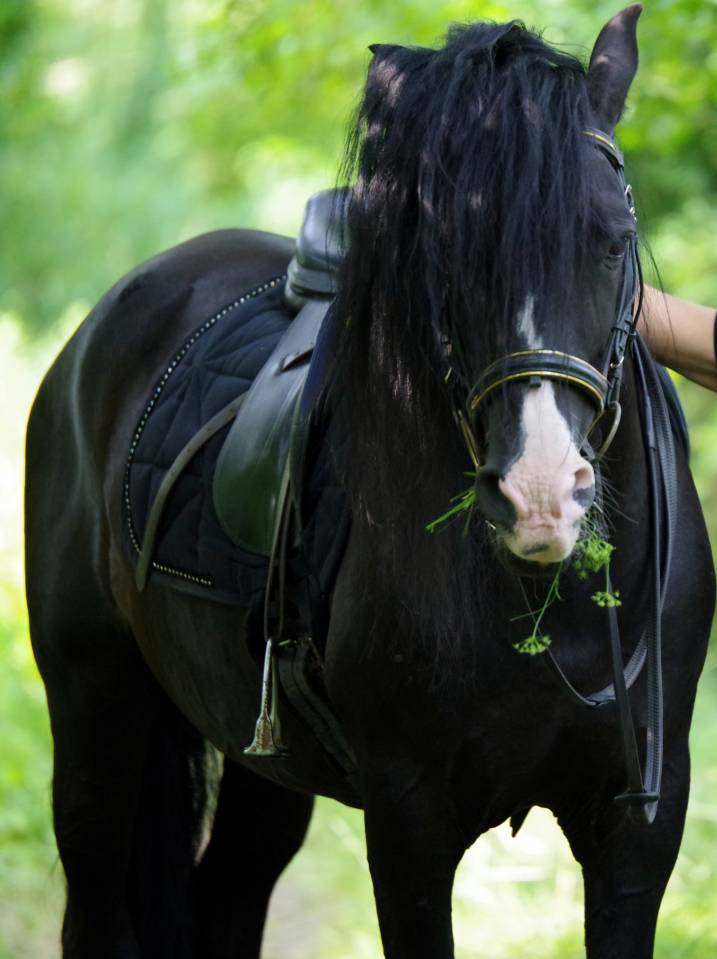 Saillie étalon spectacle PRE PP noir  PUNTEADO II 