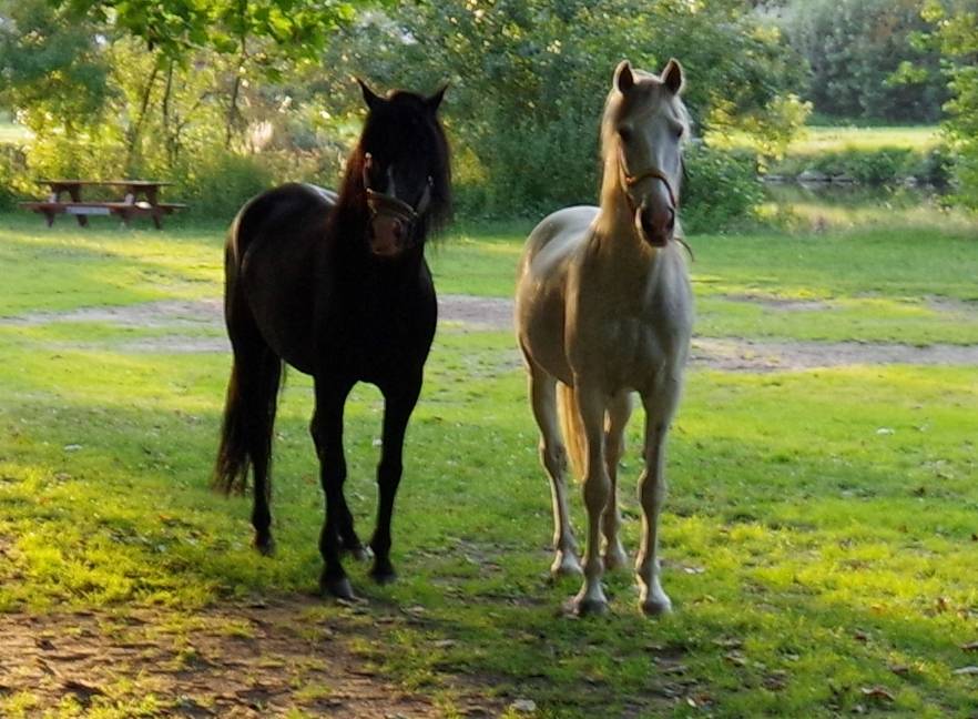 Saillie étalon spectacle PRE PP noir  PUNTEADO II 