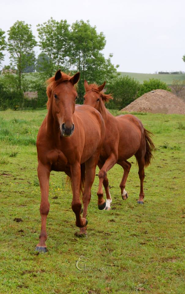 Pension de qualit&eacute; &agrave; 15mn de Bourgoin jallieu