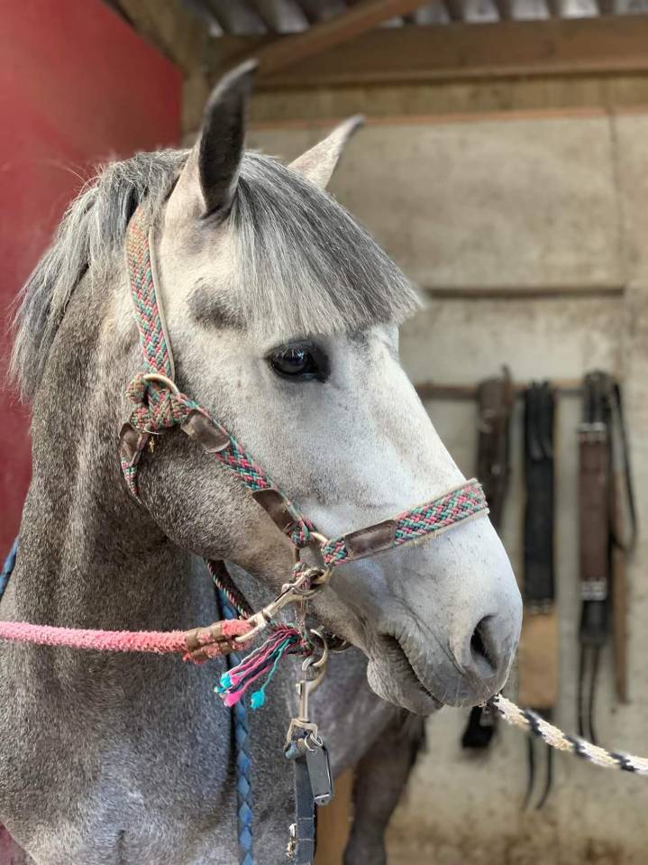 Guatema La morinière Etalon New Forest par Astérix II..