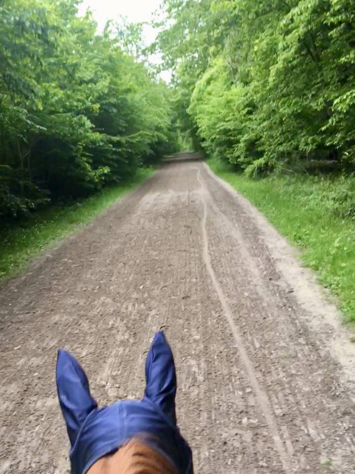 Pension pour chevaux proche Paris 