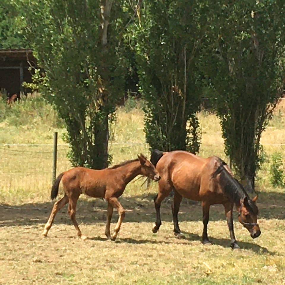 Ecurie de Propriétaires