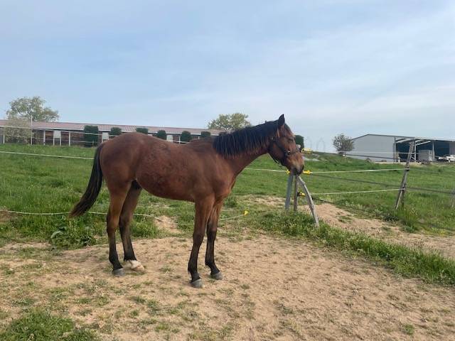 Ecurie de Propriétaires