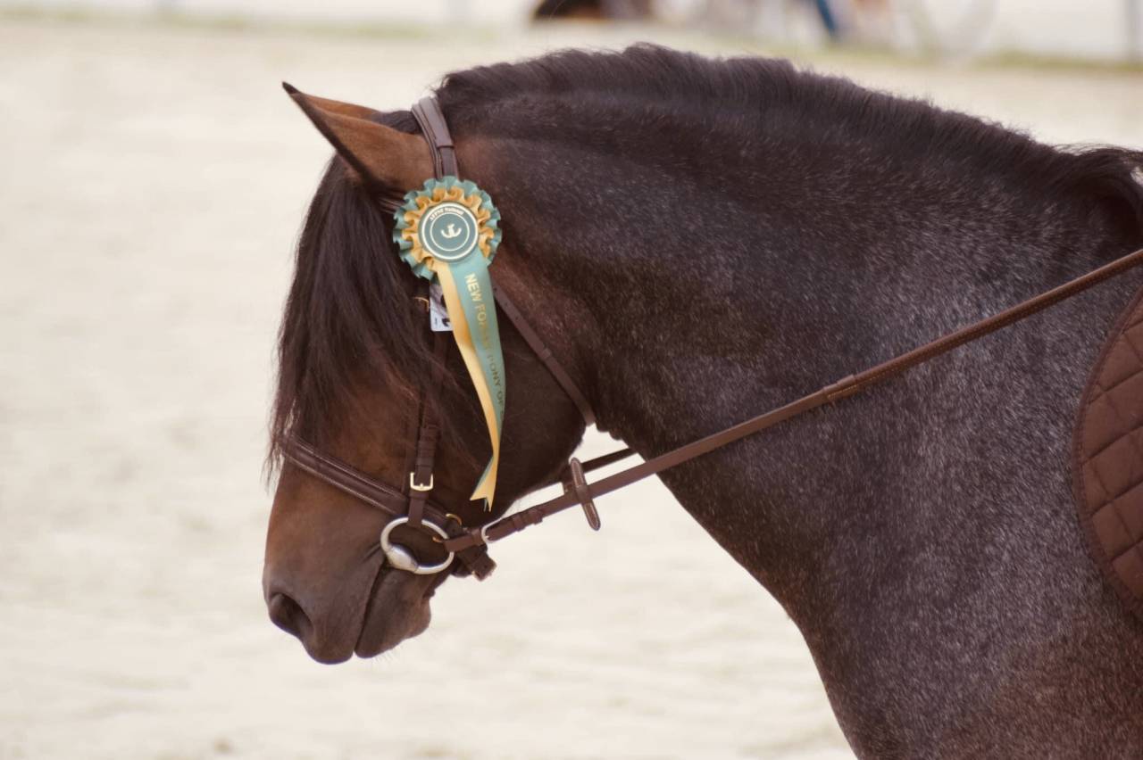 Saillie Étalon New Forest Rouan