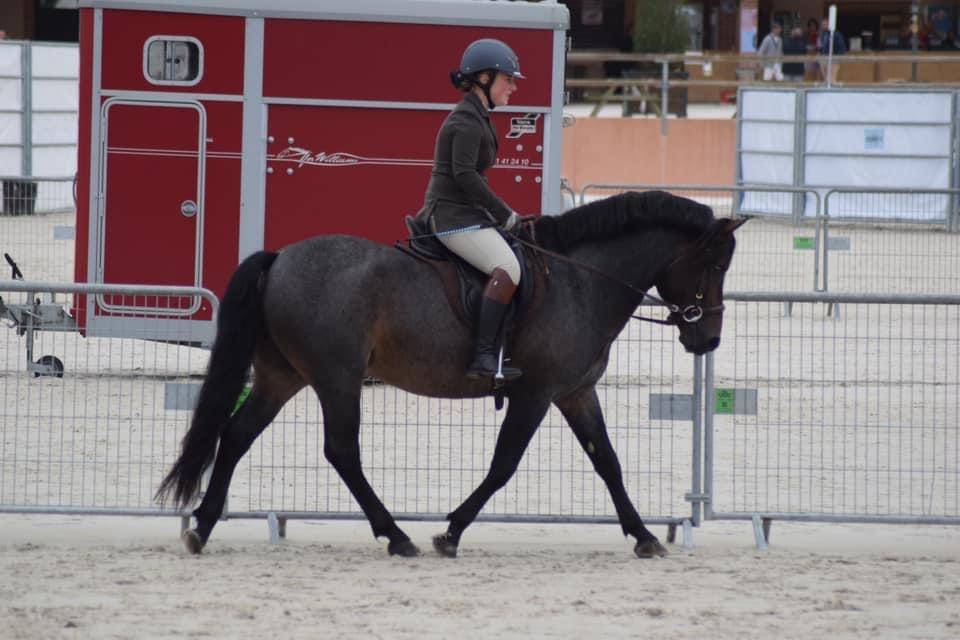 Saillie Étalon New Forest Rouan