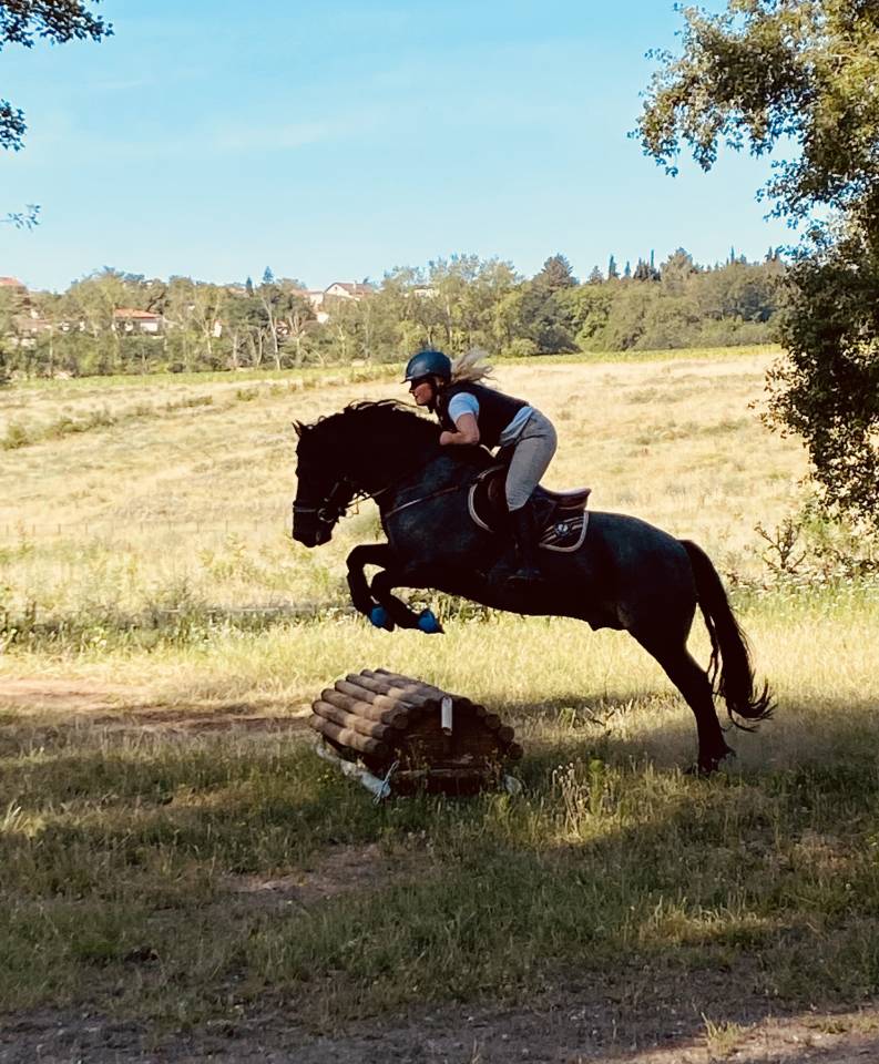 Saillie Étalon New Forest Rouan