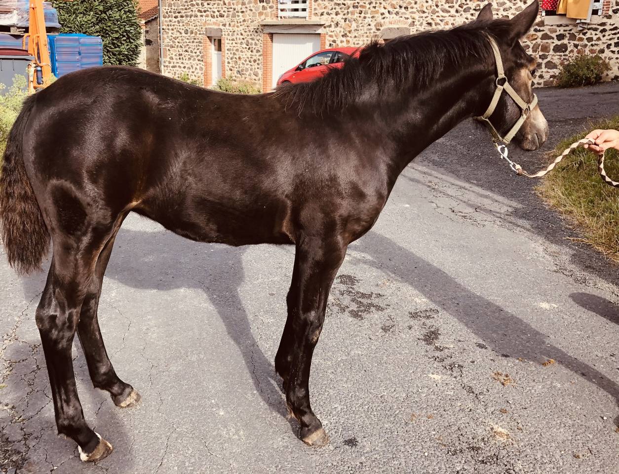 Saillie Étalon New Forest Rouan